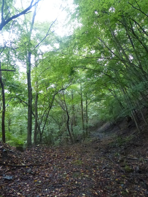 京の丈山（柏川林道から）_f0357487_2233617.jpg