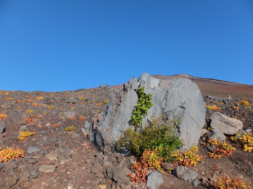 a0271502_145439.jpg