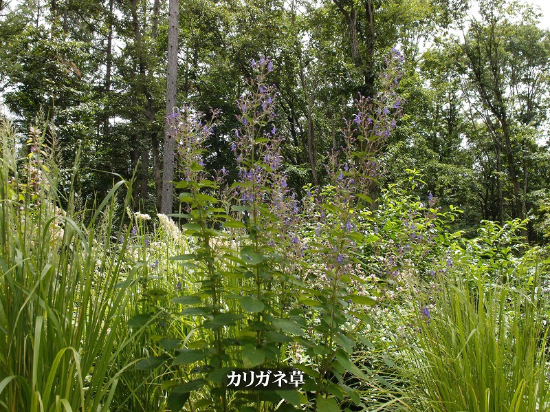 e0039703_23102616.jpg