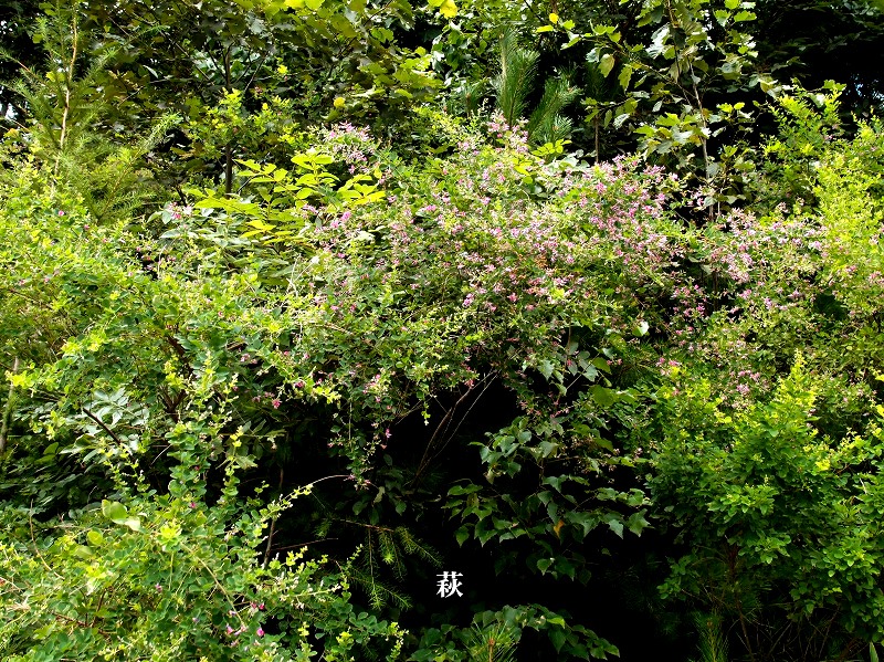 e0039703_23211468.jpg