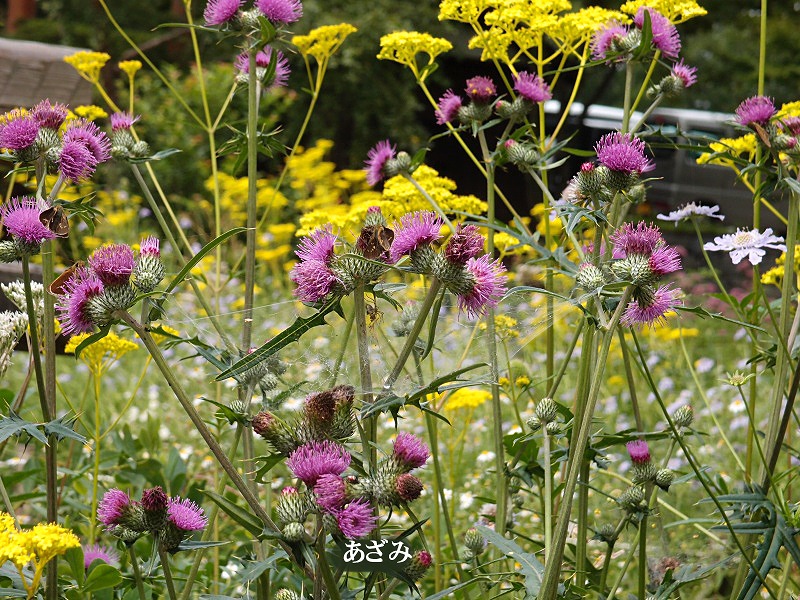 萌木の村　萌木の村はもう秋_e0039703_2391664.jpg