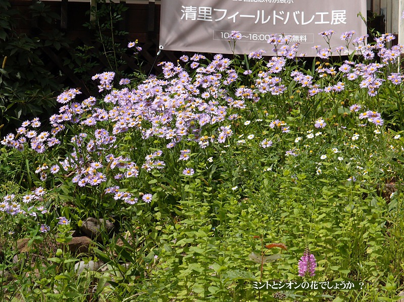 萌木の村　萌木の村はもう秋_e0039703_2393967.jpg