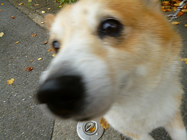 e0131506_18402760.jpg