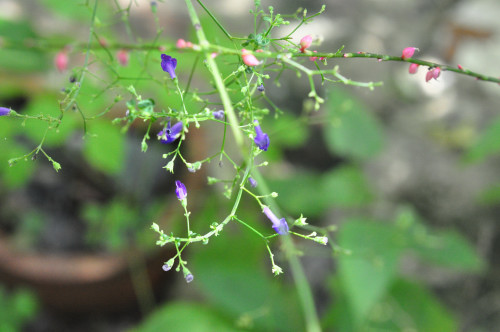 f0188408_123772.jpg