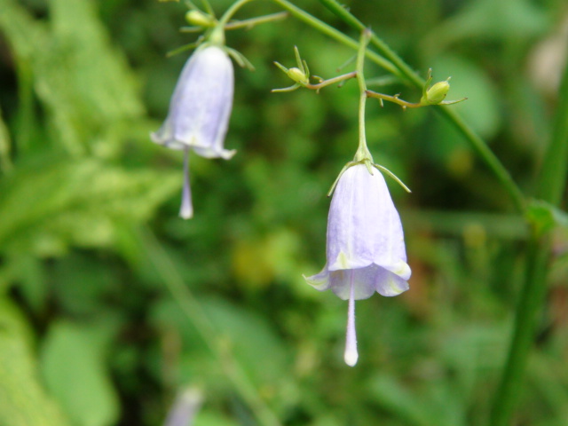 ツリガネニンジンの花と「みんなの花図鑑」…2015/9/25_f0231709_9504929.jpg