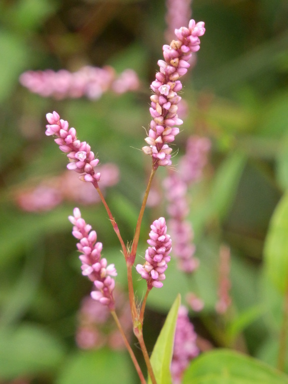 f0219710_77241.jpg