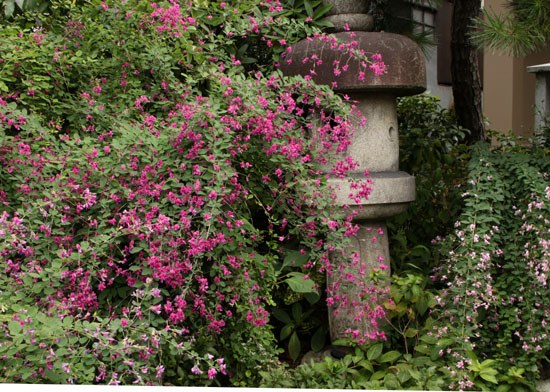 萩の寺　勝念寺_e0048413_2150117.jpg