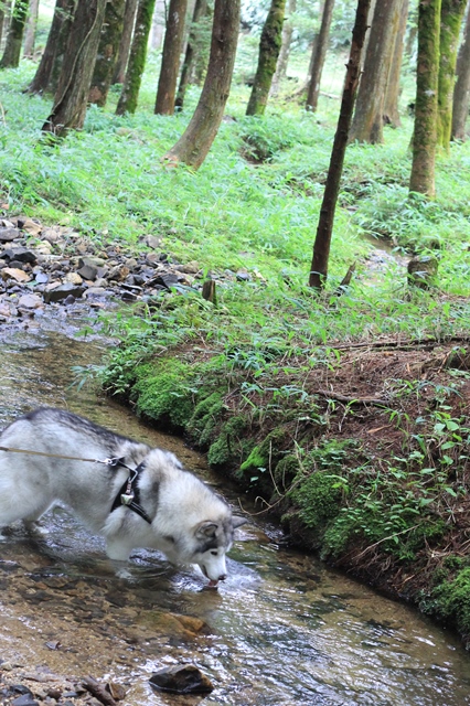 ヘブンスそのはらでダニーに遭遇_b0207615_23460466.jpg