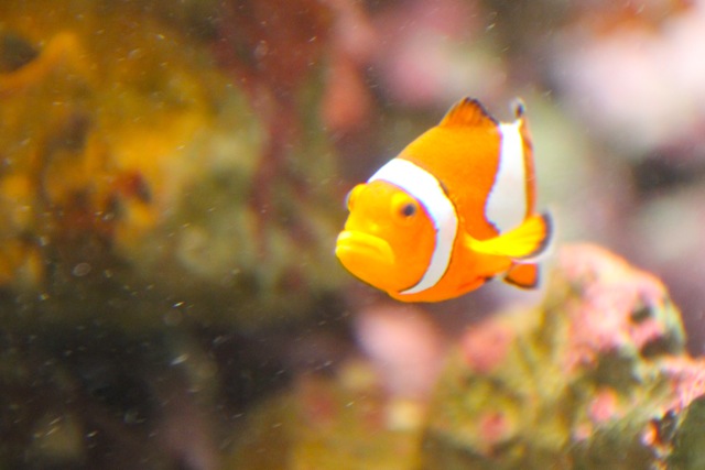 【しながわ水族館】_f0348831_7531699.jpg