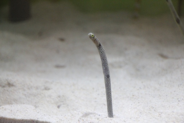 【しながわ水族館】_f0348831_7532635.jpg