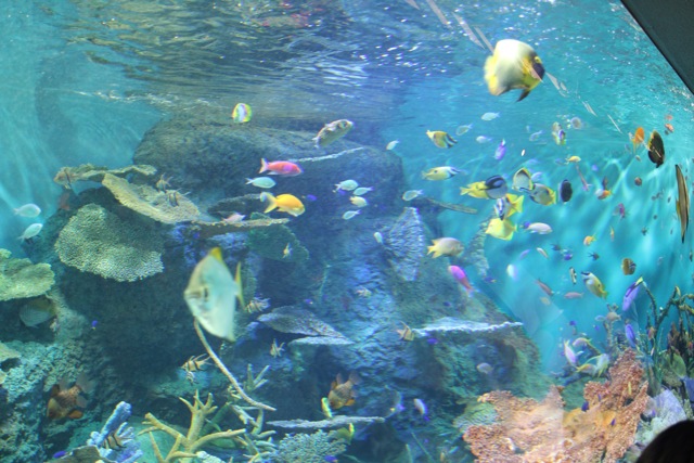 【しながわ水族館】_f0348831_7532880.jpg