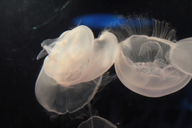 【しながわ水族館】_f0348831_7533147.jpg