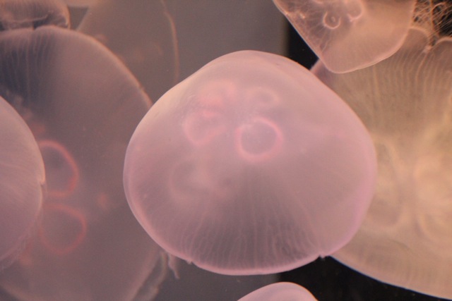 【しながわ水族館】_f0348831_7533356.jpg