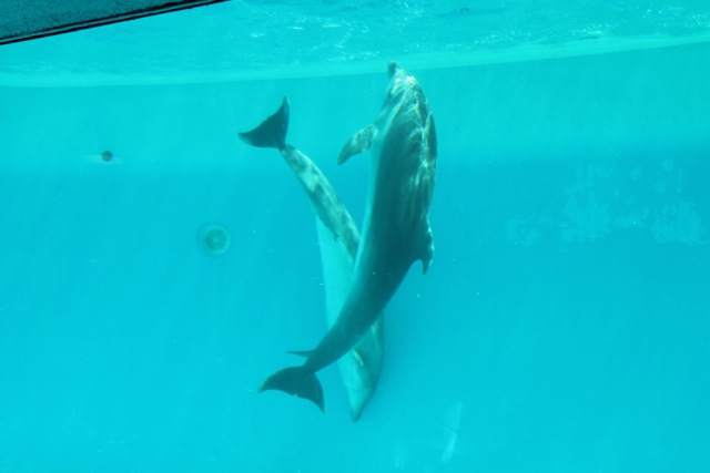 【しながわ水族館】_f0348831_822655.jpg
