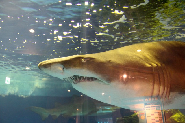 【しながわ水族館】_f0348831_82287.jpg