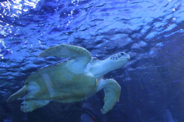 【しながわ水族館】_f0348831_823463.jpg