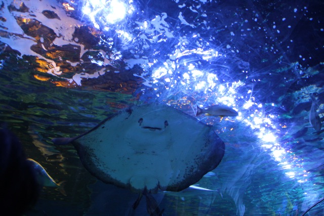 【しながわ水族館】_f0348831_824265.jpg