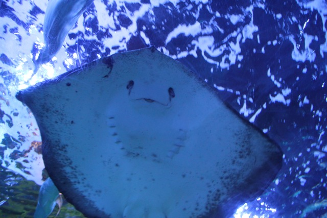 【しながわ水族館】_f0348831_82444.jpg