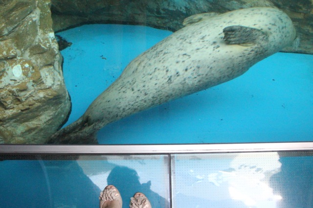 【しながわ水族館】_f0348831_825068.jpg