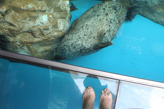 【しながわ水族館】_f0348831_825231.jpg