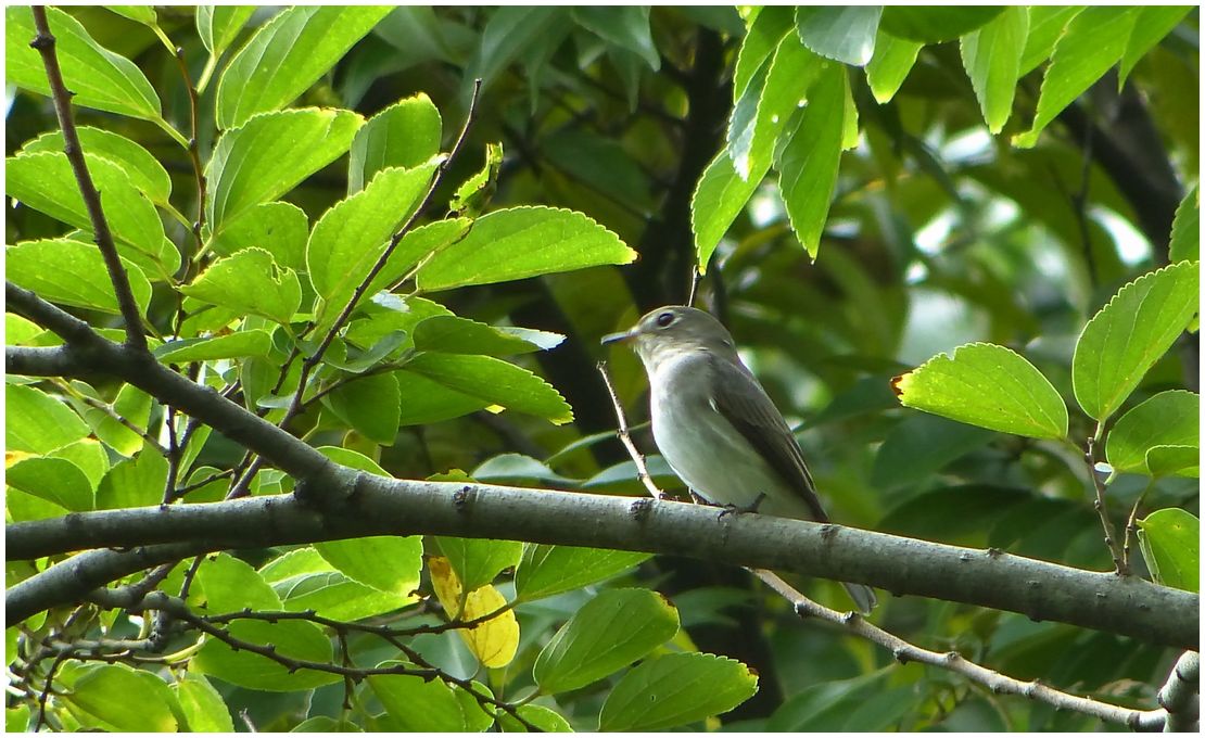 野　鳥_b0312938_05215551.jpg