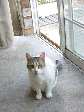 猫のお友だち ハナちゃんエムくんシロちゃんハルちゃんダイヤちゃん編。_a0143140_08135.jpg