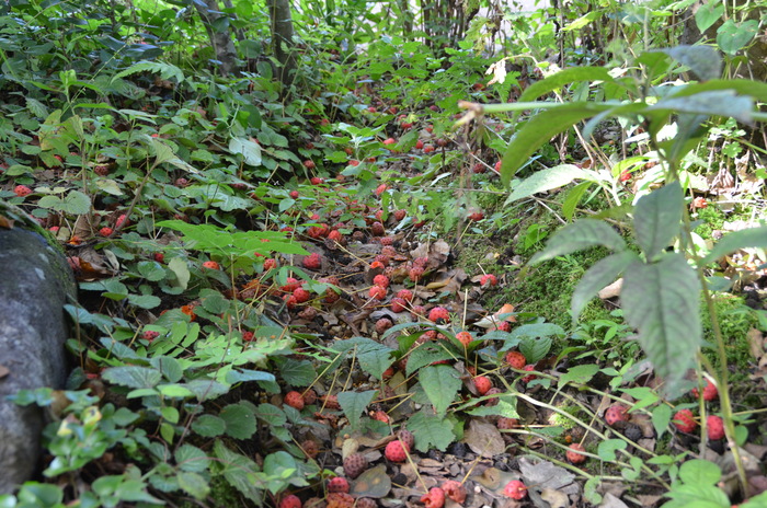 c0202242_8464430.jpg