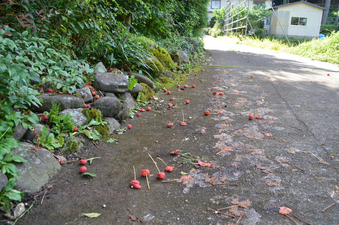 c0202242_8465616.jpg