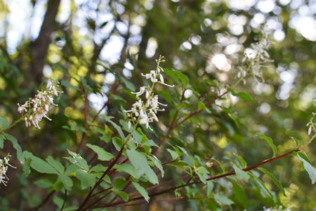 宝ヶ池公園。_d0227246_9361051.jpg