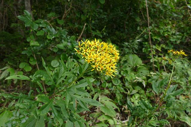 函館山 秋の花と秋の実_d0179447_1954736.jpg
