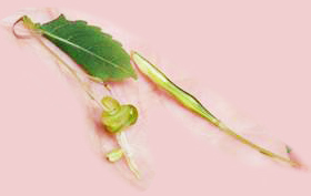 函館山 秋の草花_d0179447_20303271.jpg