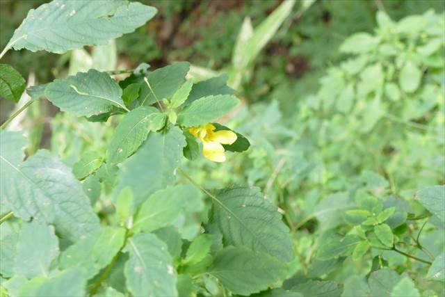 函館山 秋の草花_d0179447_20303821.jpg