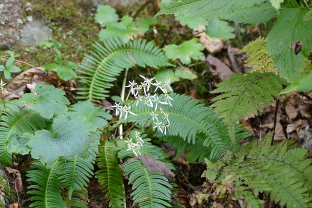 函館山 秋の草花_d0179447_203813.jpg
