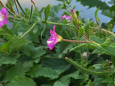 b0117348_23372.jpg