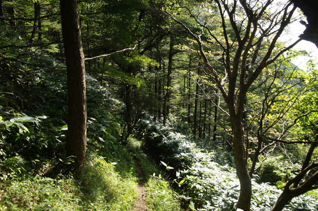 へーさなぶり　三瓶山⑤_f0214649_10592047.jpg