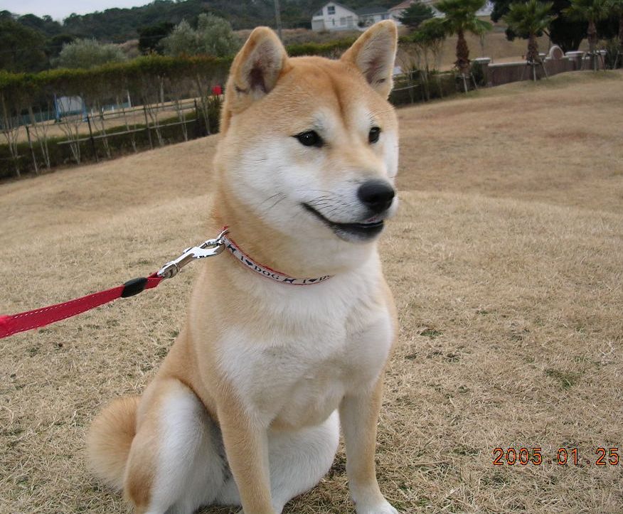 ’14,9,18(木)心ちゃんも淋しがっている!_f0060461_9293016.jpg