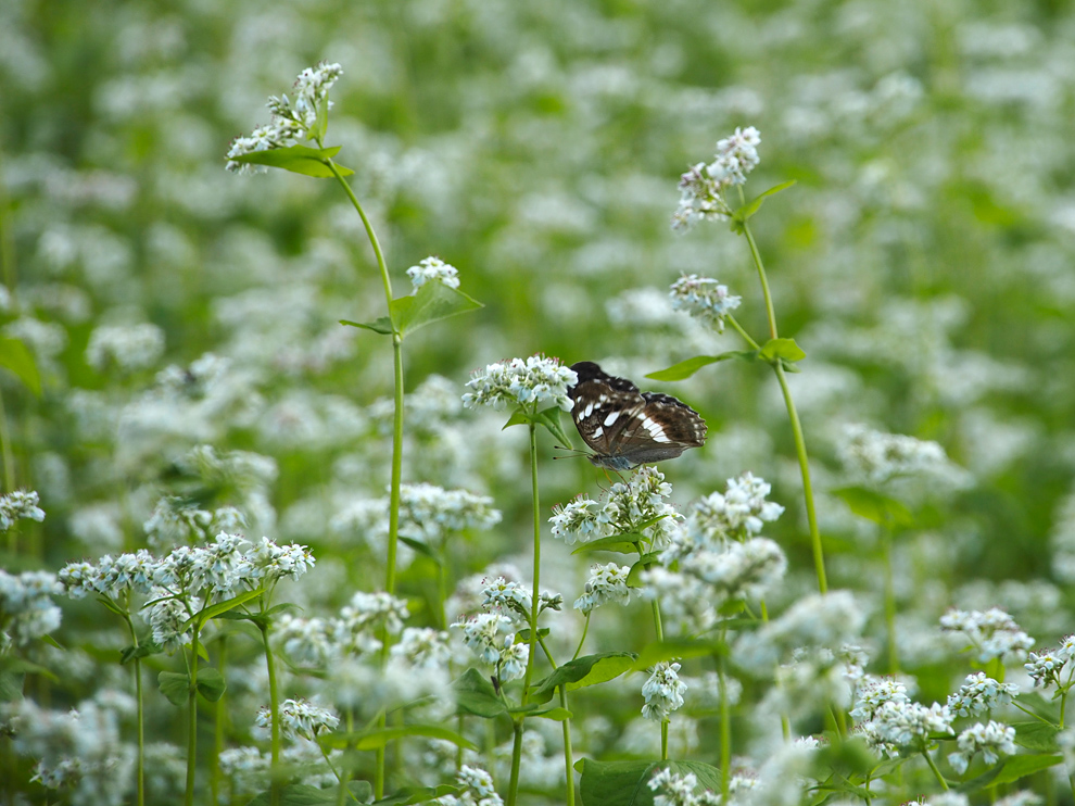 蕎麦の花の咲く頃_e0214470_19463550.jpg