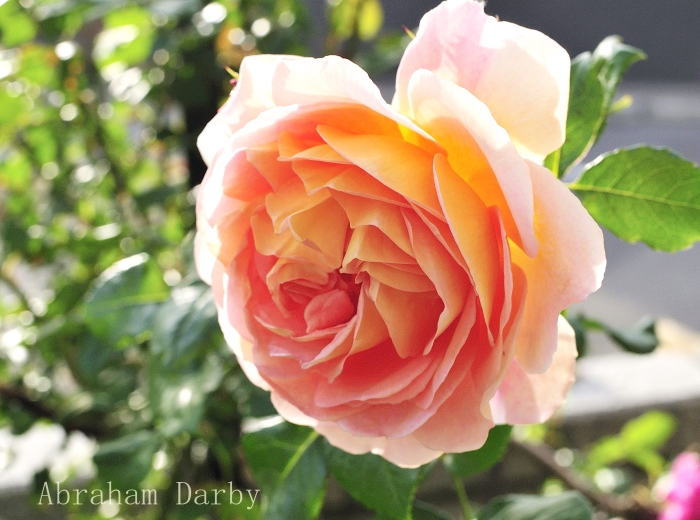 Abraham Darby　yellow～apricot～orange　_c0278671_19545568.jpg