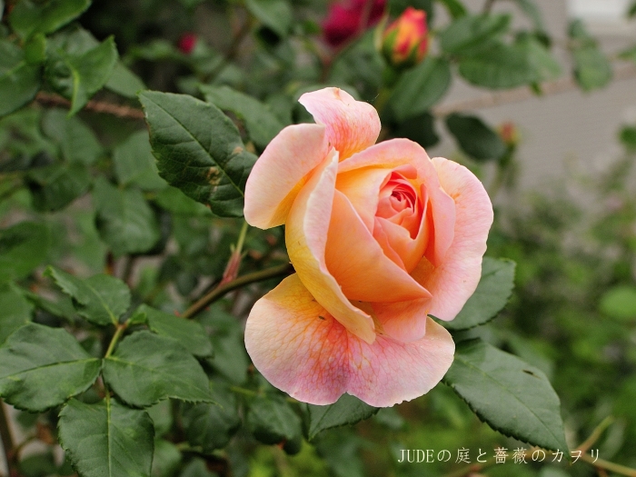 Abraham Darby　yellow～apricot～orange　_c0278671_19574575.jpg