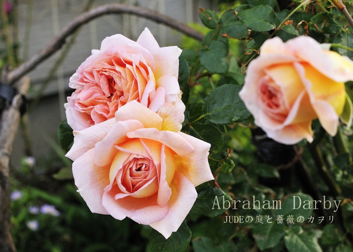 Abraham Darby　yellow～apricot～orange　_c0278671_19593053.jpg