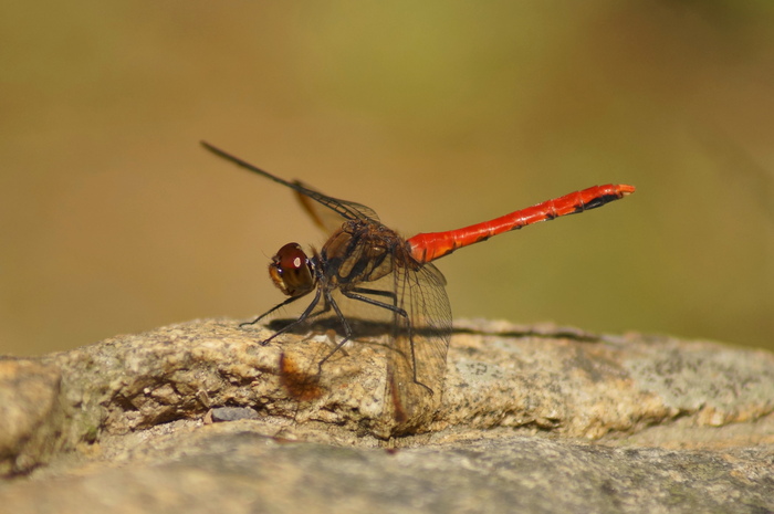 a0206496_1423929.jpg