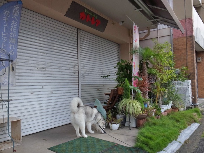 喜びの舞 (^✪ܫ✪^)_c0049299_2130365.jpg