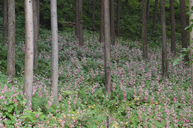 c0124100_9524573.jpg