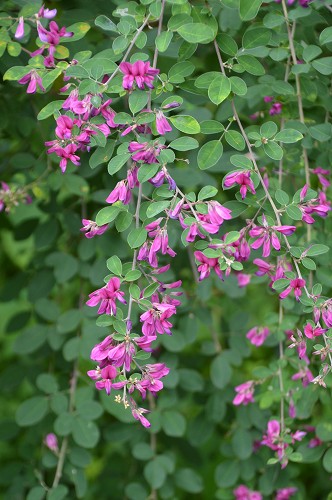c0124100_9534873.jpg