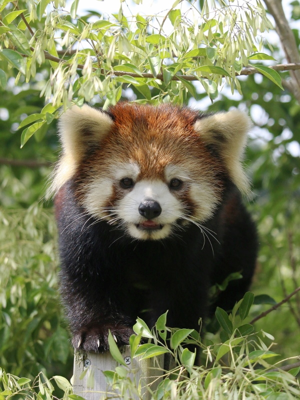 初訪問！到津の森公園 : レサパン日和