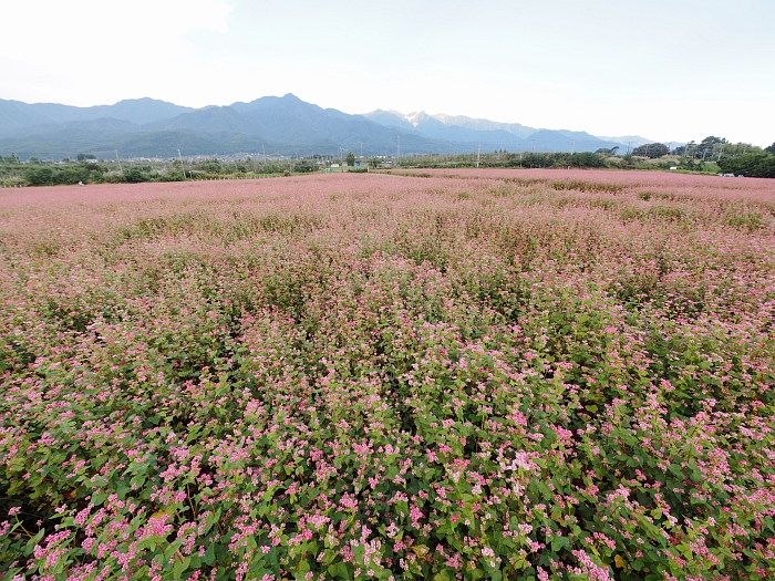 中川赤そば花まつり 14 いわしののんびり遊泳 vol 2 中川赤そば花まつり 14 いわしののんびり遊泳 vol 2