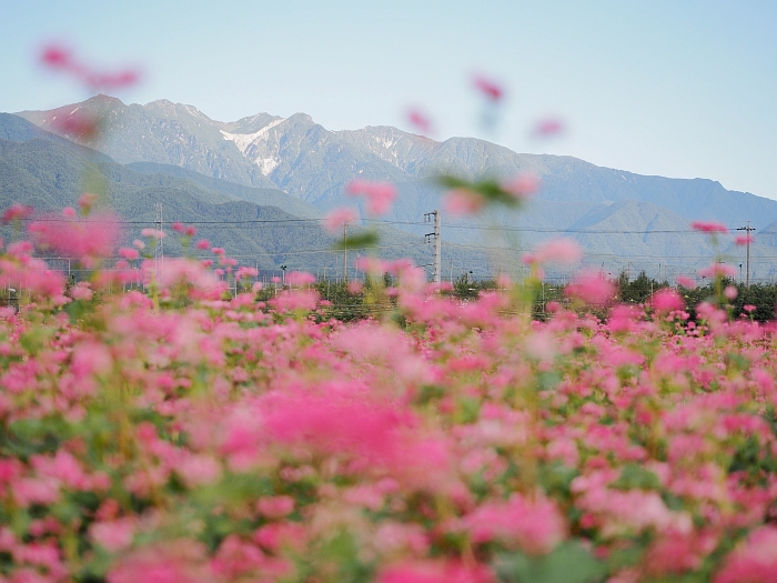 中川赤そば花まつり 14 いわしののんびり遊泳 vol 2 中川赤そば花まつり 14 いわしののんびり遊泳 vol 2