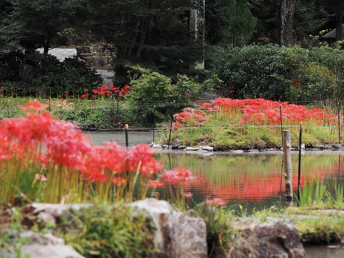 大智寺の彼岸花　2014_e0075403_20391645.jpg