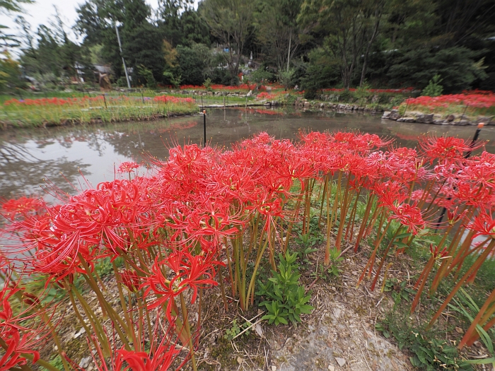 大智寺の彼岸花　2014_e0075403_20393446.jpg