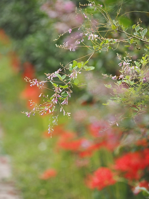 大智寺の彼岸花　2014_e0075403_20405321.jpg